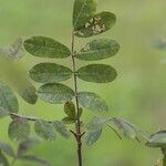 Commiphora mollis Folha