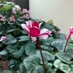 Cyclamen spp. List