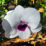 Dendrobium bigibbum Floro