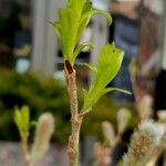 Salix gracilistyla Leaf