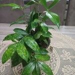 Dracaena surculosaبرگ