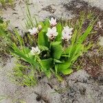 Curcuma longa 整株植物