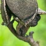 Pittosporum tenuifolium Fruit