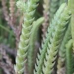 Crassula muscosa Leaf