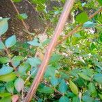 Abelia grandifolia Кора