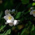 Philadelphus coronarius Flower