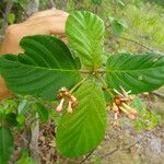 Guettarda scabra Feuille