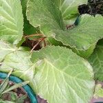 Bergenia ciliata ഇല