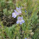 Penstemon linarioides Hábitos