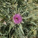 Cirsium richterianum Flower