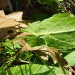 Rumex acetosa برگ