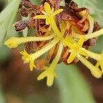 Gnidia involucrata Flower