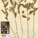Indigofera petiolata Otro