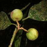 Calophyllum brasiliense Fruit