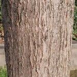 Acer triflorum Bark