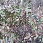 Rhus coriaria Hábito