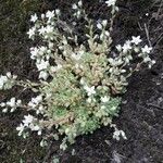 Sedum hirsutum Libunga