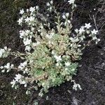 Sedum hirsutum Habitus