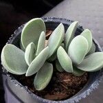 Adromischus liebenbergii Leaf