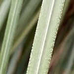 Cortaderia selloana Folio