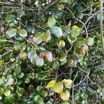 Camellia sasanqua Celota