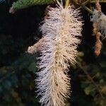 Mimosa caesalpiniifolia Blomma