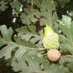 Quercus lobata Hoja