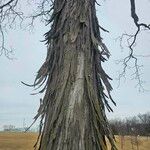 Carya ovata Bark