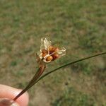 Romulea columnae Frucht