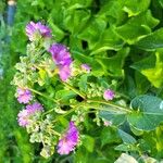 Mirabilis nyctaginea Flower