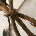 Philodendron pedatum Кора