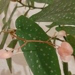 Begonia maculata Floare