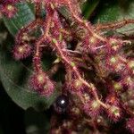 Miconia longicoma Fruct