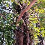 Ficus altissima Habitat