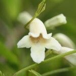 Pandorea pandorana फूल