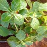 Plectranthus ornatus Leaf