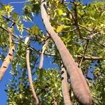 Cassia abbreviata Fruit