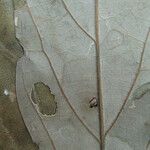 Ocotea amazonica Máis