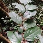 Diospyros bipindensis Лист