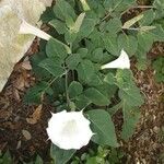 Datura inoxia Květ