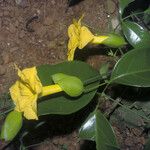 Adenocalymma bracteosum Flor