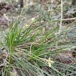 Carex halleriana برگ