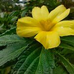 Turnera angustifolia Kwiat