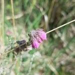 Erica tetralix Blomma