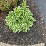 Hosta lancifolia Cvet