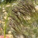 Nassella neesiana 花