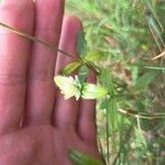 Gomphrena celosioides Кветка