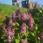 Syringa josikaea Flower