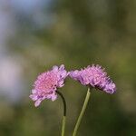Scabiosa canescens Blüte