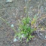 Cynoglossum borbonicum Habit